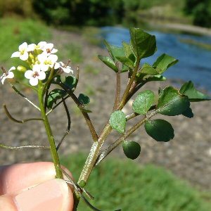 بولاغ اوتی (بسته بندی 80 گرمی)